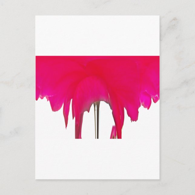 Cartão Postal Momento Capturado: Uma Elegância Petal Rosa vermel (Frente)