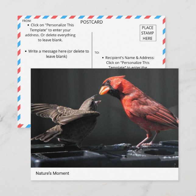Cartão Postal Momento da Natureza: Interação Cardeal e Sparrow (Frente/Verso)