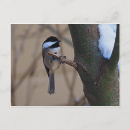 Cartão Postal Momento de Chickadee