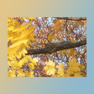 Cartão Postal Momento Zen do Esquilo