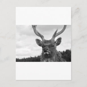 Cartão Postal Monarca