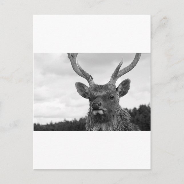 Cartão Postal Monarca (Frente)