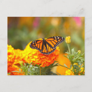 Cartão Postal Monarca Borboleta Laranja Marigold Foto