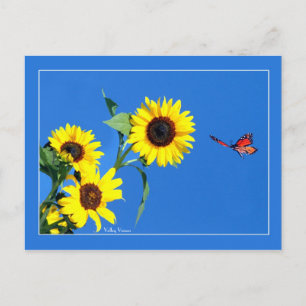 Cartão Postal Monarca com amarelo e azul
