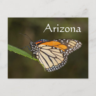 Cartão Postal Monarca empoleirada numa folha, Arizona