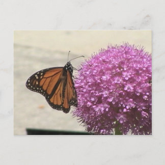 Cartão Postal Monarch Butterfly Postcard