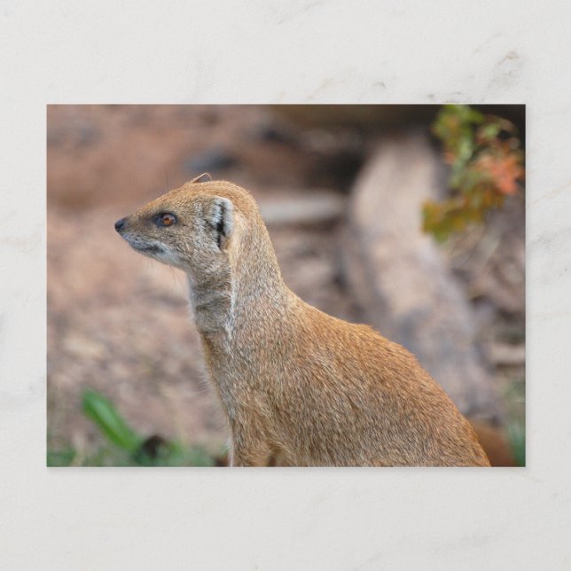 Cartão Postal Mongoose Amarela (Frente)