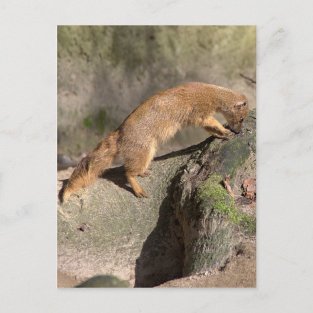 Cartão Postal Mongoose Amarela (Frente)