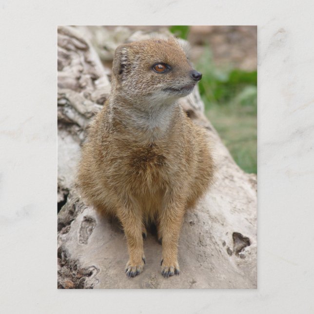 Cartão Postal Mongoose amarela (Frente)