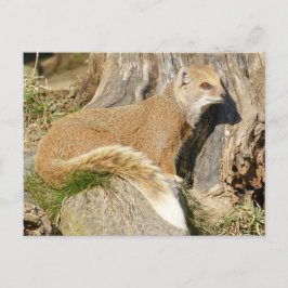 Cartão Postal Mongoose Amarela-branca