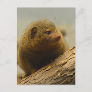 Cartão Postal Mongoose um Ramal de Árvore