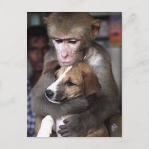Cartão Postal monkey and dog post card