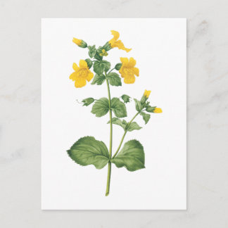 Cartão Postal monkeyflower(Mimulus sp.) por Redouté