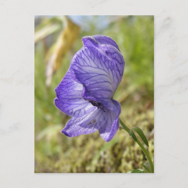Cartão Postal Monkshood Branco, Ilha de Unalaska (Frente)