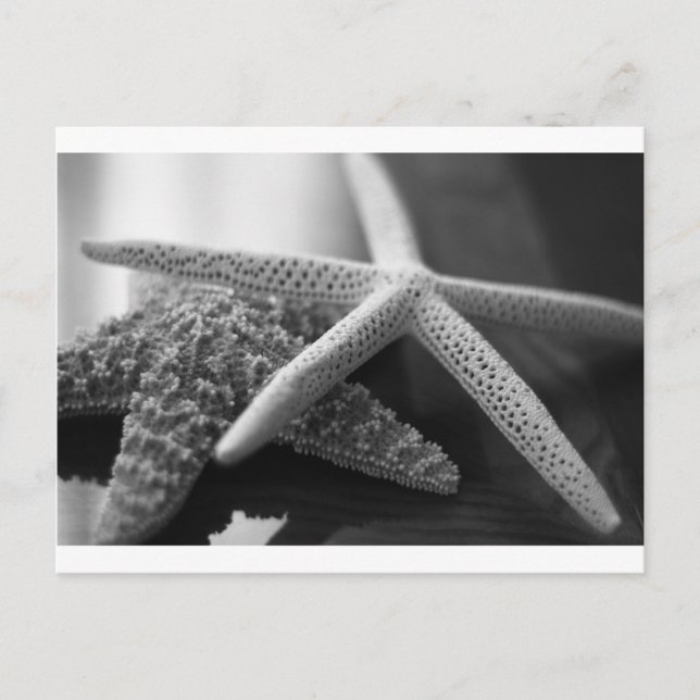 Cartão Postal Mono de peixes-estéreis (Frente)