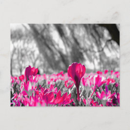 Cartão Postal Monocromático de Flor Branca Preta