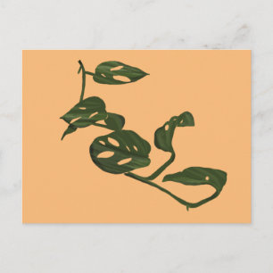 Cartão Postal Monstera Adanosii Queijo Ilustração Verde
