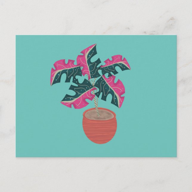 Cartão Postal Monstera: Planta variegada, rosa e verde (Frente)