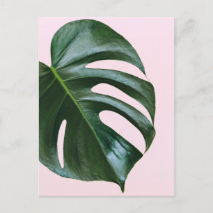 Cartão Postal Monstera Tropical Leaf
