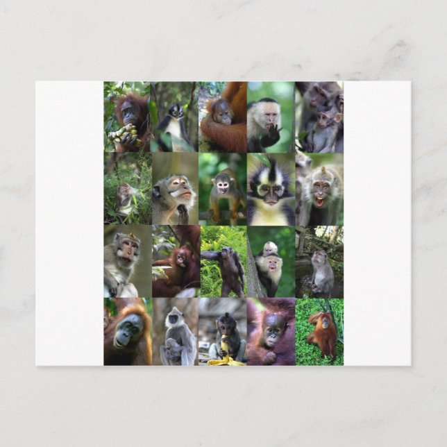 Cartão Postal Montagem de primatas macacos (Frente)