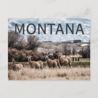 CARTÃO POSTAL MONTANA