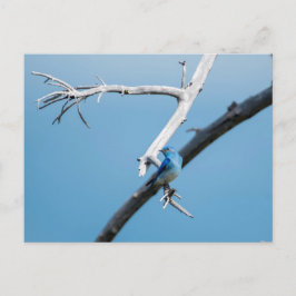 Cartão Postal Montanha Bluebird