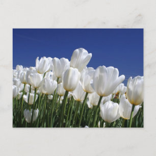 Cartão Postal Montanha de tulipas brancas contra um céu azul