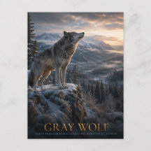 Montanha Gray Wolf Wilderness ANIMAIS