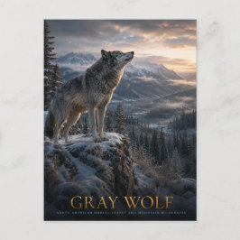 Cartão Postal Montanha Gray Wolf Wilderness ANIMAIS