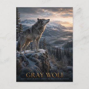 Cartão Postal Montanha Gray Wolf Wilderness ANIMAIS