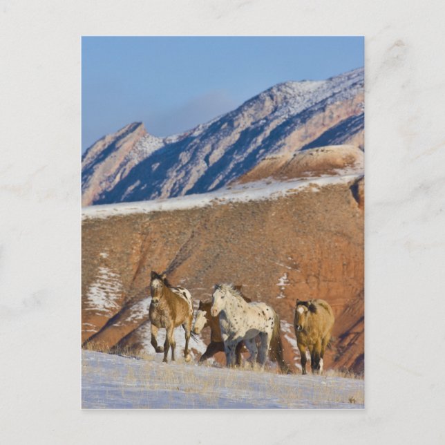 Cartão Postal Montanhas Big Horn, Cavalos correndo (Frente)