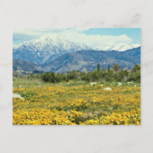 Cartão Postal Montanhas de San Bernardino, neve, flores  flores