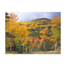 Montanhas do Colorado Rocky Aspen Árvores Caem Fol
