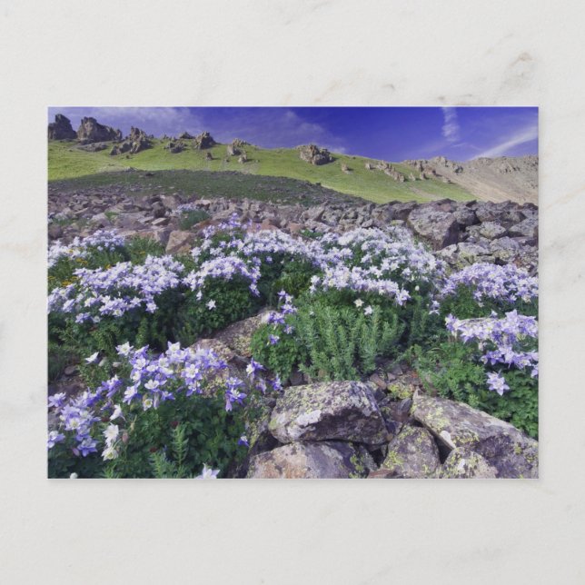 Cartão Postal Montanhas e flores silvestres nos prados alpinos, (Frente)