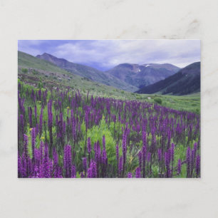 Cartão Postal Montanhas e flores silvestres nos prados alpinos, 