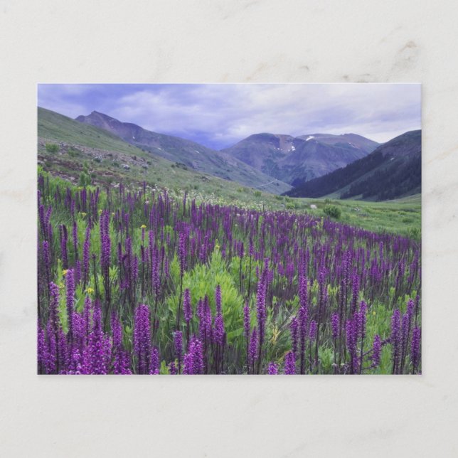 Cartão Postal Montanhas e flores silvestres nos prados alpinos,  (Frente)