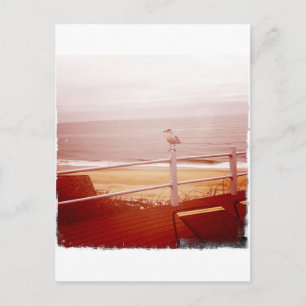 Cartão Postal Montauk Seagull Love 3.0