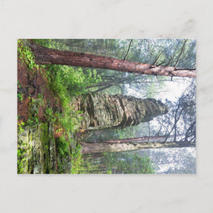 Cartão Postal Monte Castelado na Floresta Estadual