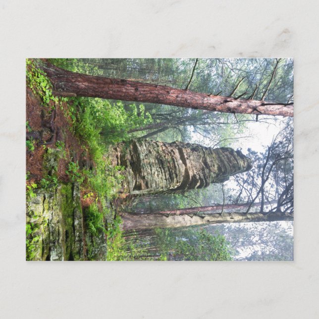 Cartão Postal Monte Castelado na Floresta Estadual (Frente)