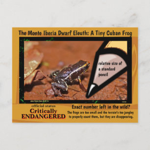 Cartão Postal Monte Iberia Eleuth - um sapo de chuva em extinç