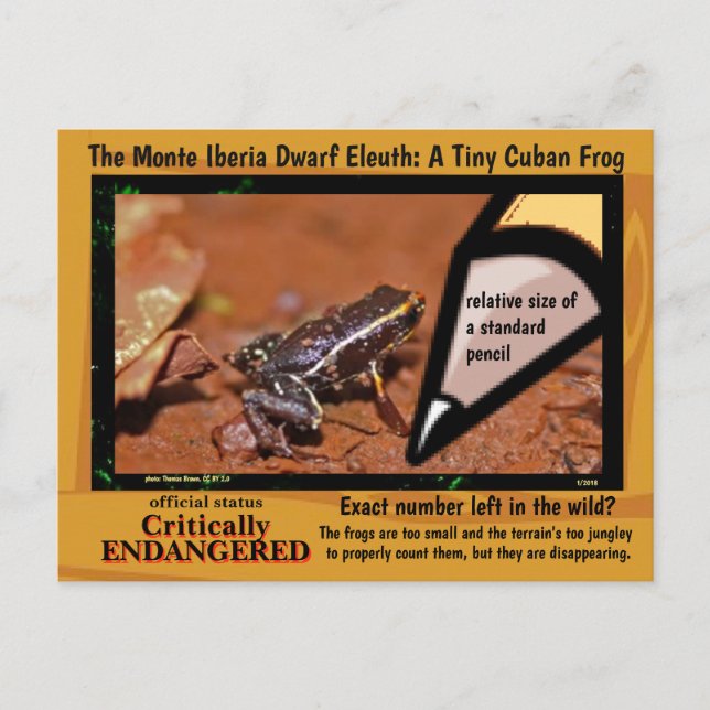 Cartão Postal Monte Iberia Eleuth - um sapo de chuva em extinção (Frente)
