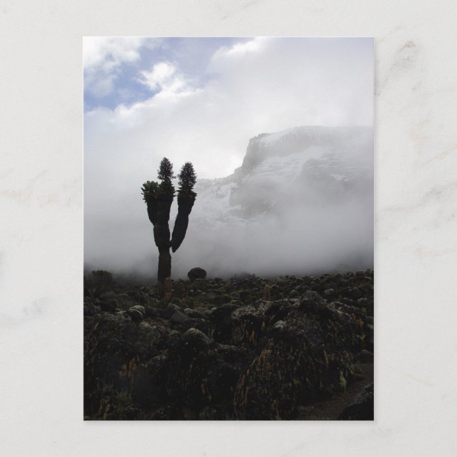 Cartão Postal Monte Kilimanjaro (retrato) (Frente)