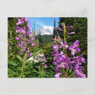 Cartão Postal Monte Rainier Entre Flores Roxas de Phlox