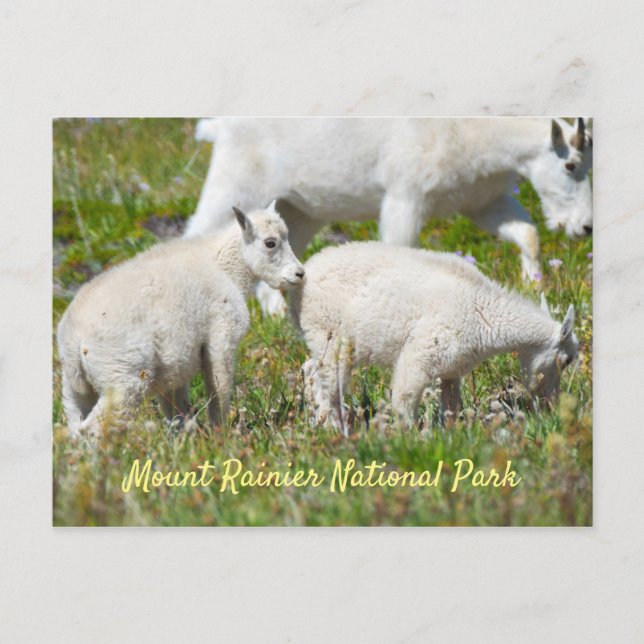 Cartão Postal Monte Rainier Mountain Goats (Frente)