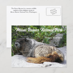 Cartão Postal Monte Rainier National Park Hoary Marmot Foto