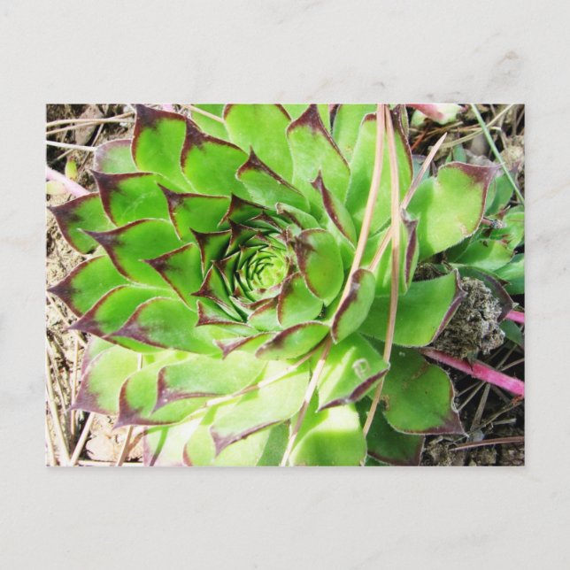 Cartão Postal Montepulciano Vino Nobile, Itália (Frente)