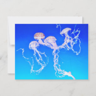 Cartão Postal Monterey Jellyfish
