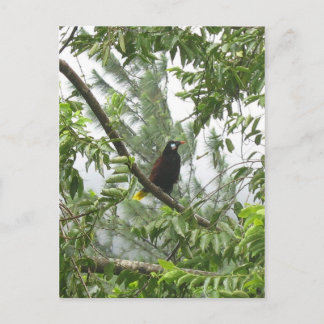 Cartão Postal Montezuma Oropendola