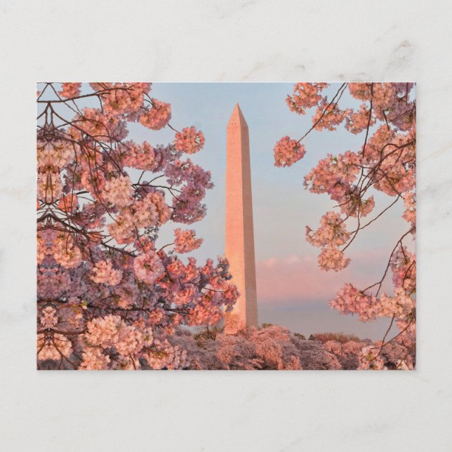 Cartão Postal Monumento a Washington - Flores de Cerejeira (Frente)