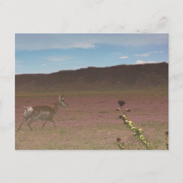 Cartão Postal Monumento Nacional do Carrizo Plain (Frente)